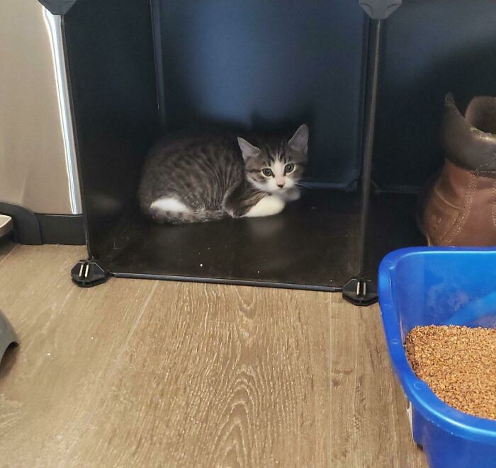 I Just Adopted A Kitten. Her Leg Was Injured So We Went To The Vet And Got It All Fixed. She's Scared And Decided To Hide In The Shoe Rack