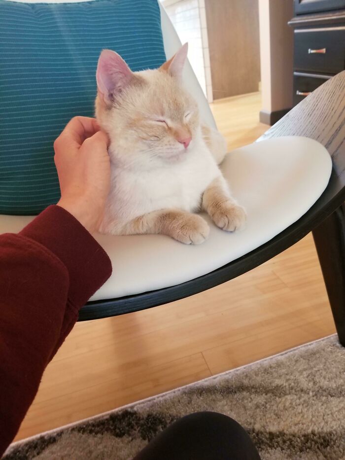 Just Adopted This Baby Today! He's Already Purring And Following Me Around 