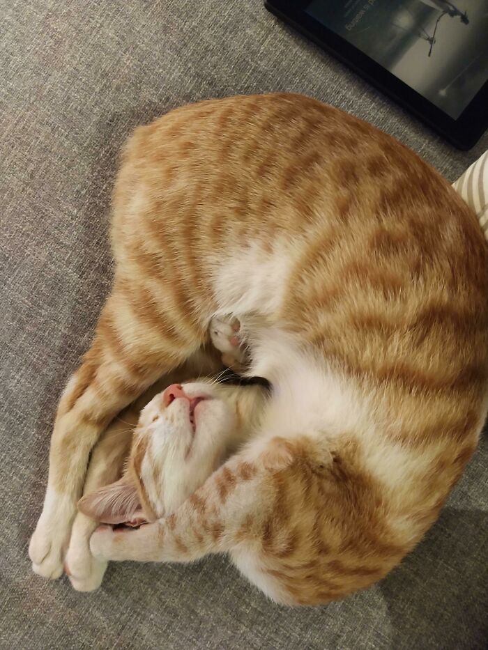 The Best Part Of My 2020 Has Been Adopting This Derp Queen