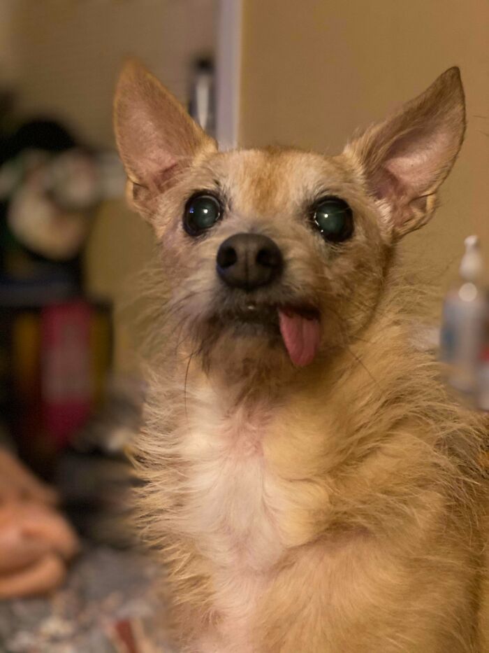 This Is My Derp, Lemmy. Before We Rescued Him, Half Of His Teeth Had To Be Removed. Now He Can’t Keep His Mlem In