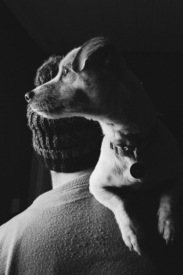Chippy, Our New Rescue And Best Friend, Watching The Birds Outside