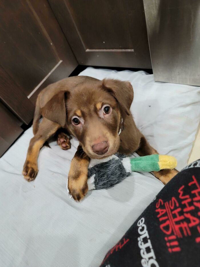 Adopted This Little Dude Today. Say Hi To Moose!