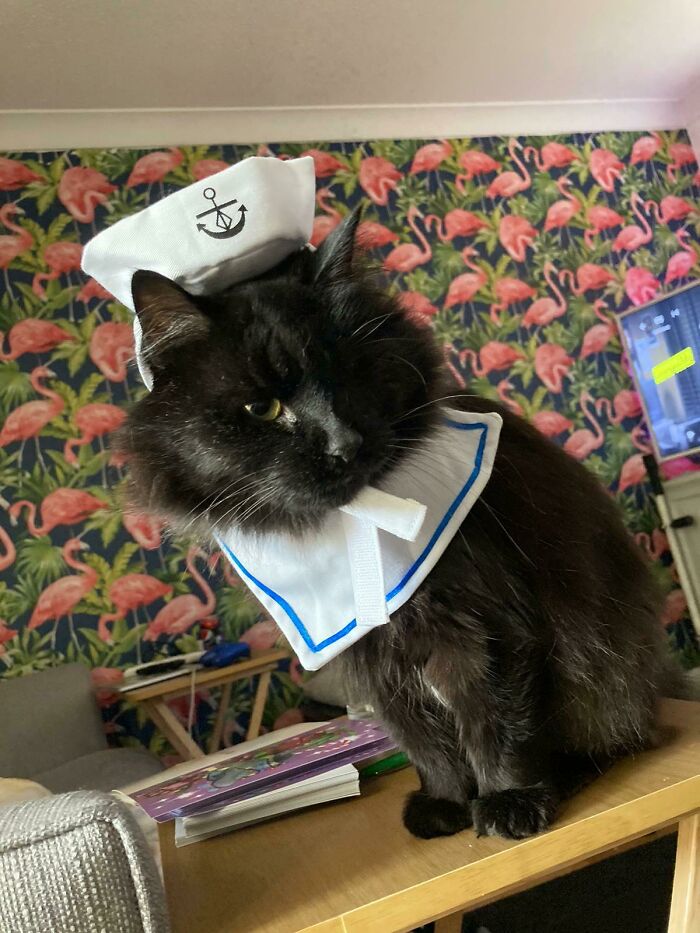 We Adopted This Old Boy So He Puts Up With Our Antics