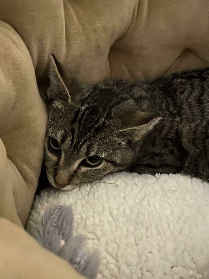 Just Adopted A Kitty. She Is About 8 Months Old And Extremely Shy