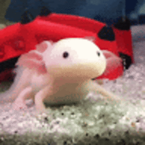 prettyaxolotl avatar