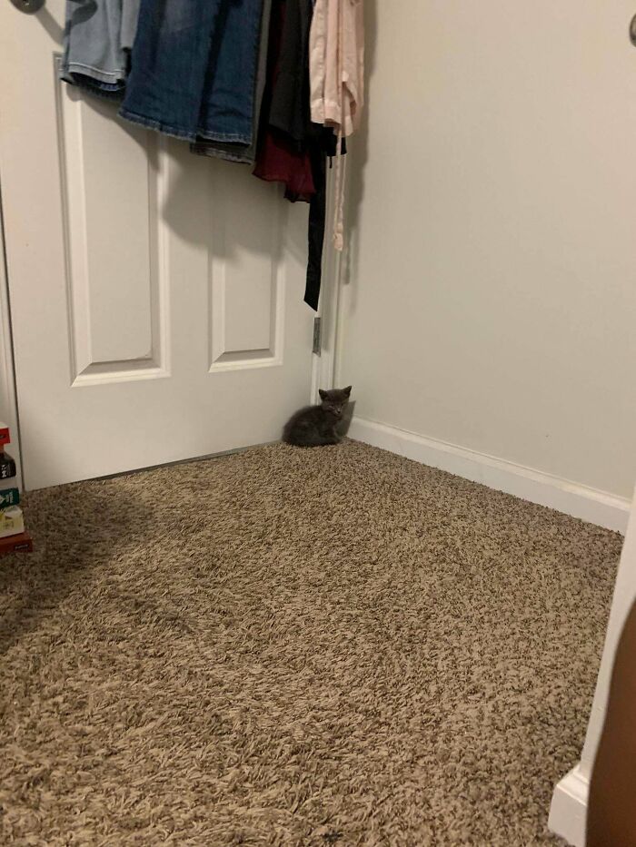 My Cat The Day I Adopted Him