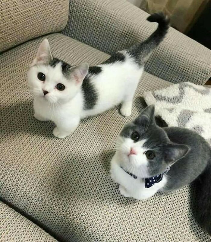 Two Delinquents Illegally Taking Over The Sofa