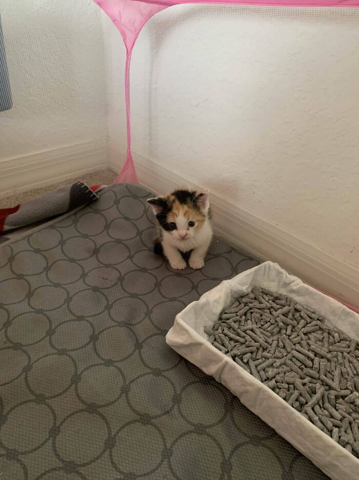 Newt Was Found By The Dumpster Two Weeks Ago. She’s Doing Great So Far