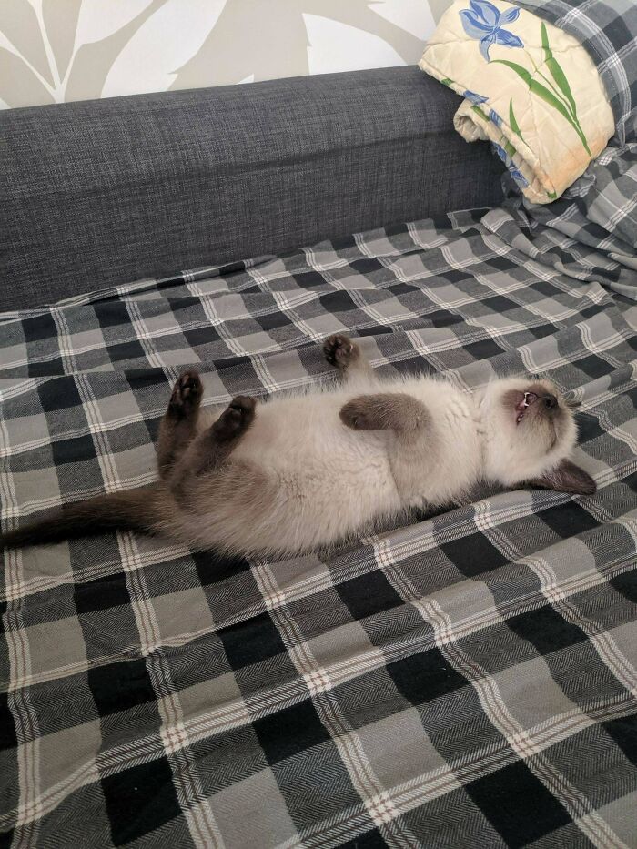 Illegally Smol And Exhausted