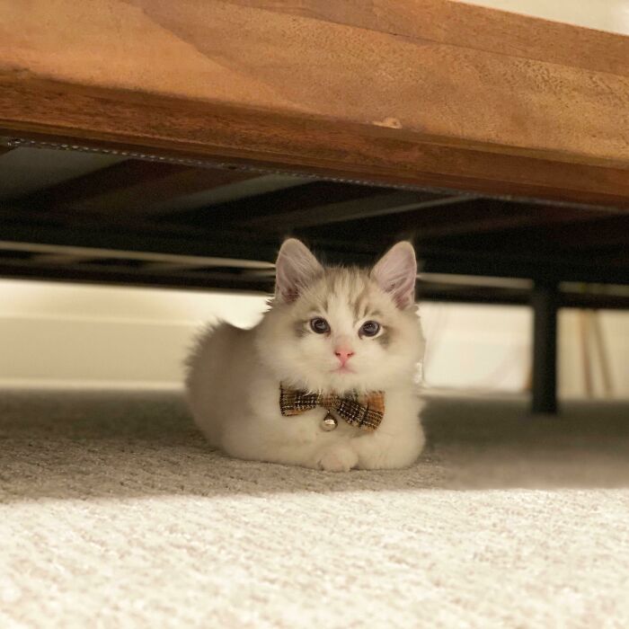 Dapper Little Aspen, He’ll Grow Into His Bow Tie!