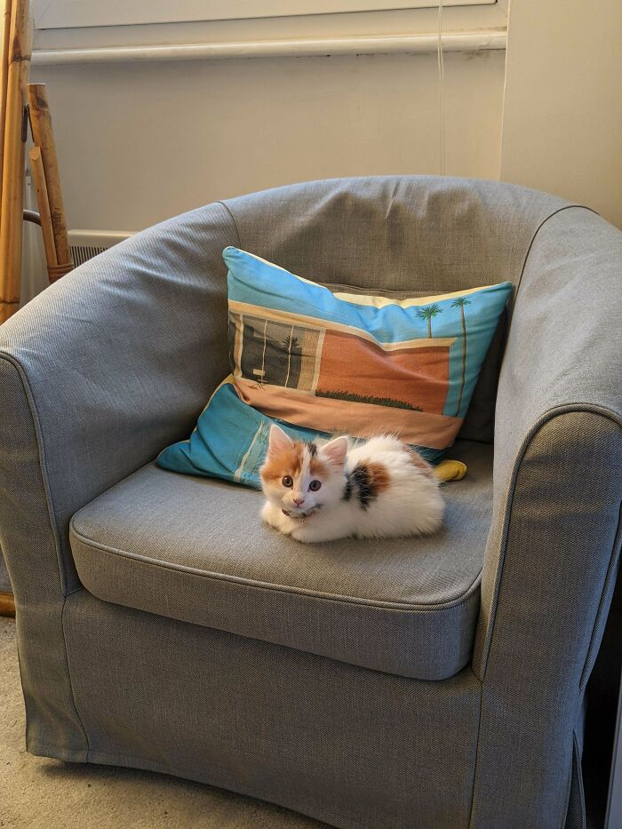 Found This Miniscule Trespasser Sat In My Chair