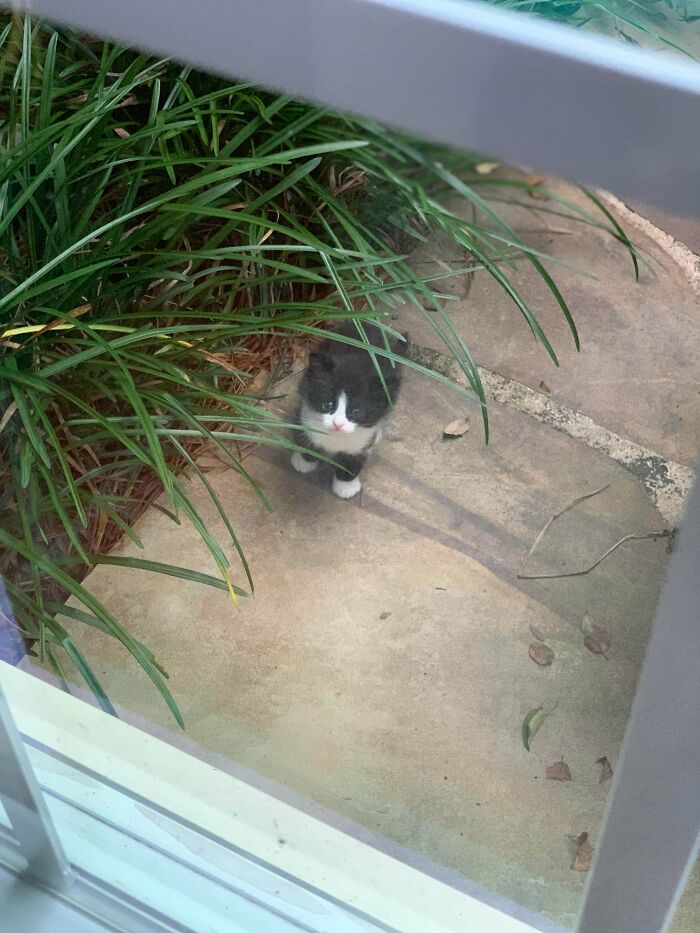 Thought You Guys Might Enjoy My Little Criminal. Her Name Is Rosie And She’s Currently On The Run For Possession Of Squishy Toe Beans And A Floofy Tail