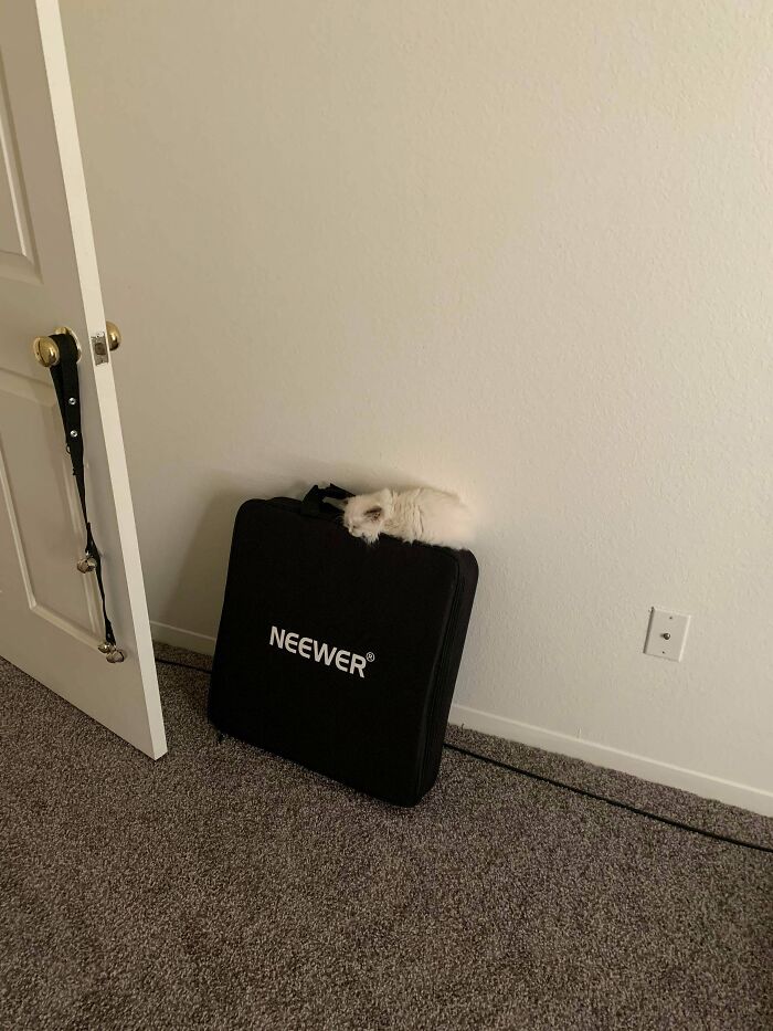 I Thought I Lost Her... I Was Running All Around My House Like A Crazy Person. How...?