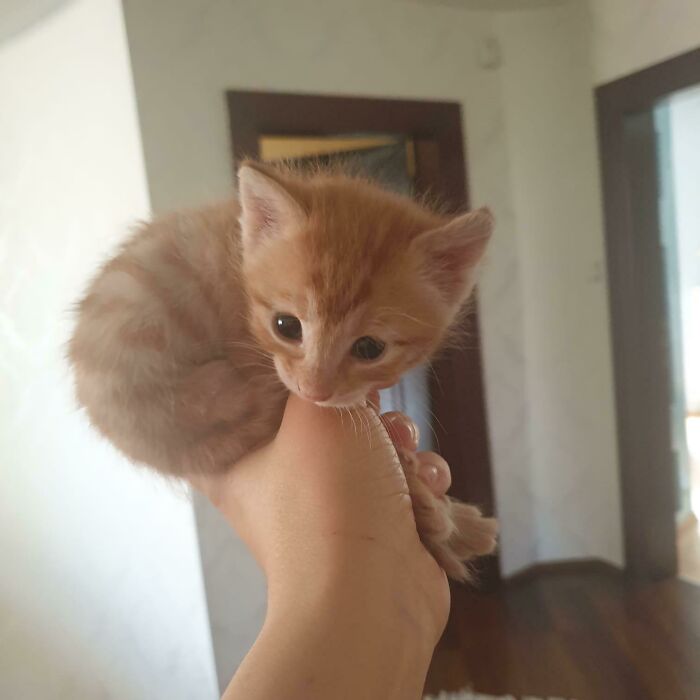 Don't Worry Guys, She Is Arrested