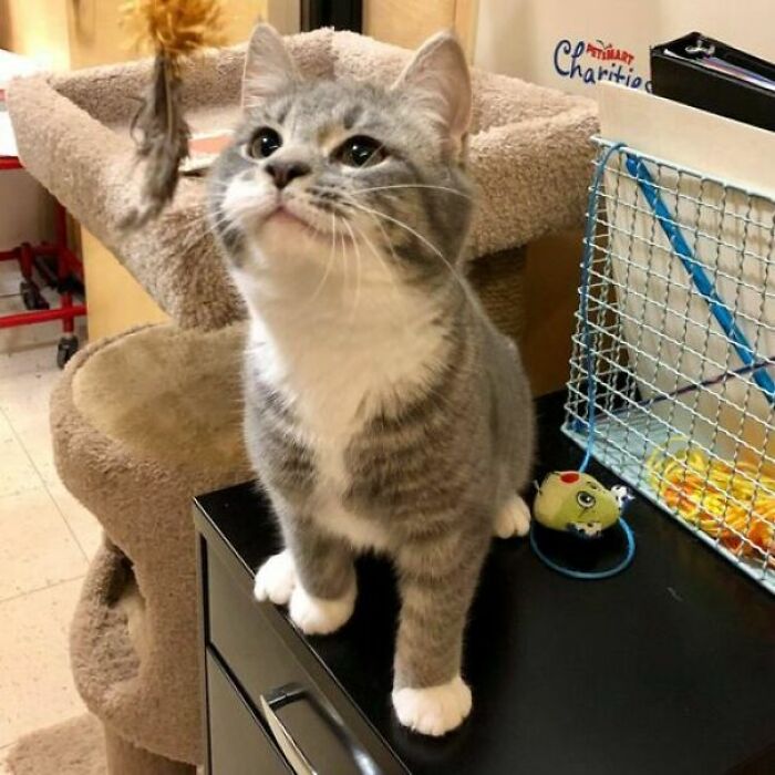 My Foster Socks At Petsmart. He Got Adopted!