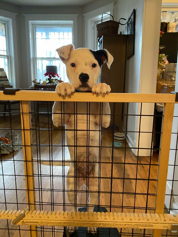 This Little Lady Got Adopted This Week!