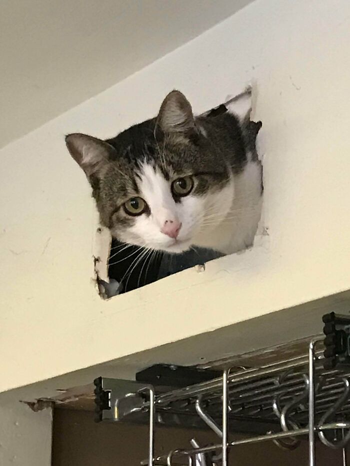 2 Years Ago Today, We Adopted This Chonk! I Love Him So Much