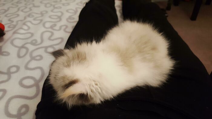 So I Adopted This Kitten And Now I'm Trying To Put It To Sleep So I Can Do My Assignments... Now How Do I Get Up Without Waking It Up?