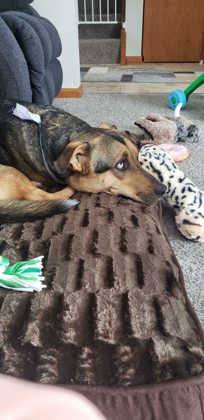 Our New Family Member, Leo, On His New Bed At His New Home. A Lot More Comfortable Than The Rescue