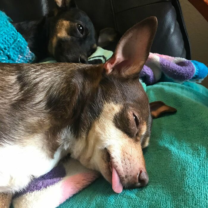 Adopted These Pair Bonded Boys Almost 3 Weeks Ago