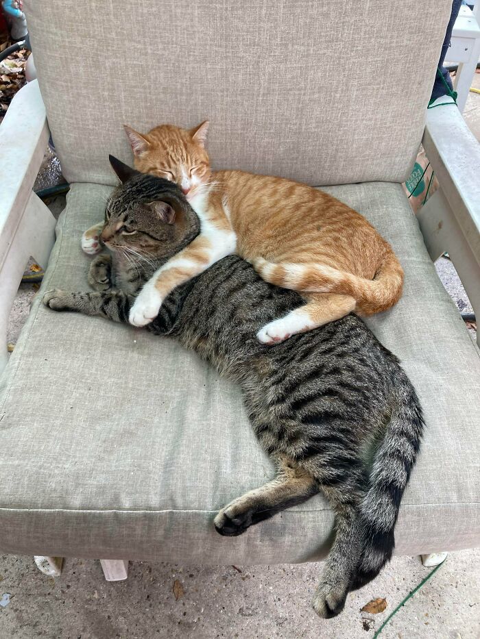 Cat We Adopted Over Quarantine (Orange Cat) Came Home With A Boyfriend