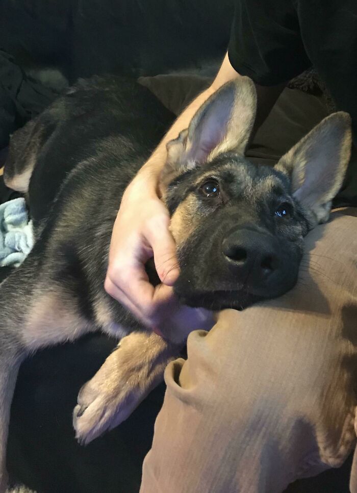 The Way My Dog Looks At My BF. She Loves Him So Much