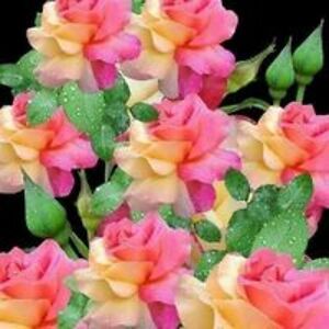 angelsrain555 avatar