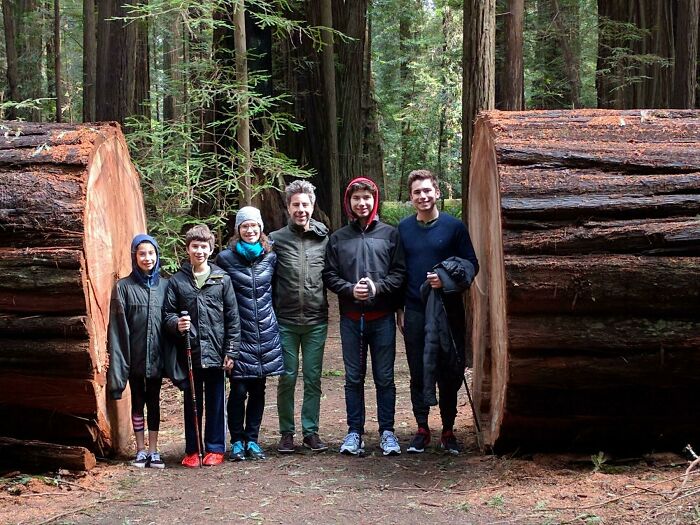 Giant Redwood - Avenue Of The Giants. My Family For Scale