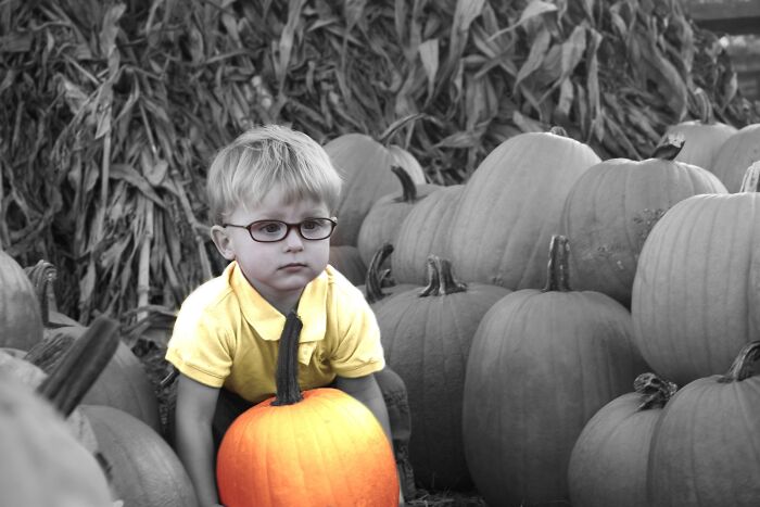 If Chicken Little Was In A Pumpkin Patch!