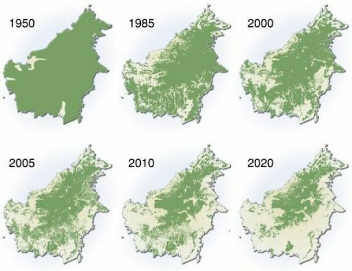 Extent Of Deforestation In Borneo (1950-2020)