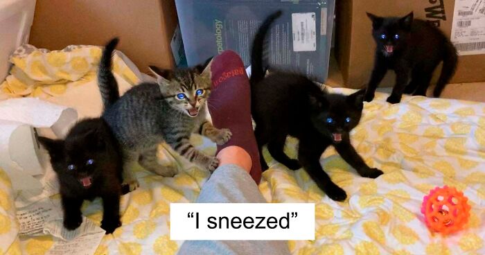 This Online Group Celebrates Kittens That Are ‘Illegally Smol’ And Here Are 50 Of The Most Adorable Pics