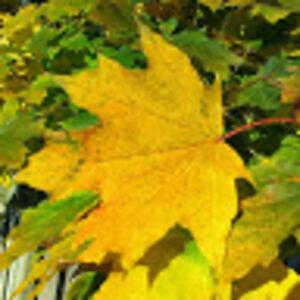 gookiefish293 avatar