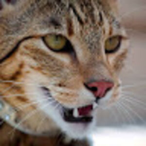 Katherine Stonebraker