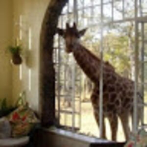 nicolenormand avatar