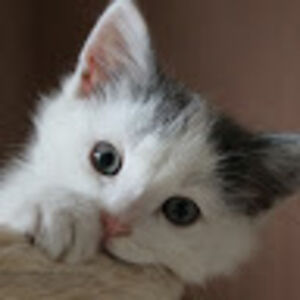 nikastrokappe avatar