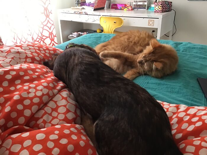 They Fight Like Cats And Dogs