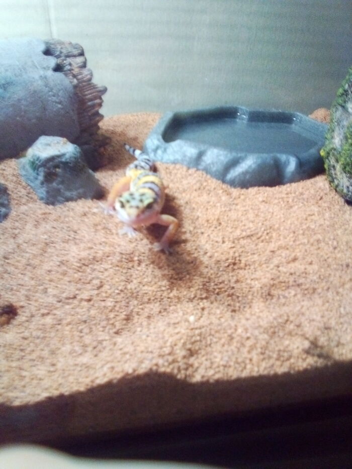 I Have A Lepored Geko