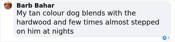 Woman Gets 2 New Dogs, Finds Out They Perfectly Match Her Couch