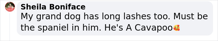 Video Of Cocker Spaniel With "Disney" Looks Goes Viral On TikTok