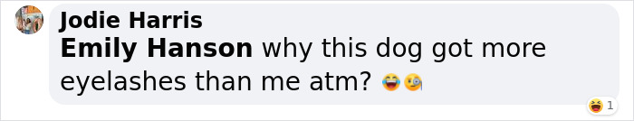 Video Of Cocker Spaniel With "Disney" Looks Goes Viral On TikTok Video Of Cocker Spaniel With "Disney" Looks Goes Viral On TikTok