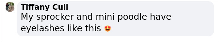 Video Of Cocker Spaniel With "Disney" Looks Goes Viral On TikTok