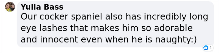 Video Of Cocker Spaniel With "Disney" Looks Goes Viral On TikTok Video Of Cocker Spaniel With "Disney" Looks Goes Viral On TikTok