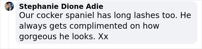 Video Of Cocker Spaniel With "Disney" Looks Goes Viral On TikTok