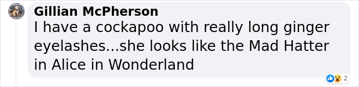 Video Of Cocker Spaniel With "Disney" Looks Goes Viral On TikTok