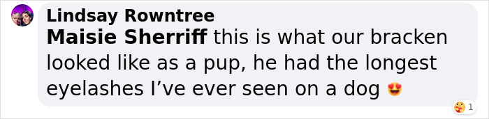 Video Of Cocker Spaniel With "Disney" Looks Goes Viral On TikTok Video Of Cocker Spaniel With "Disney" Looks Goes Viral On TikTok