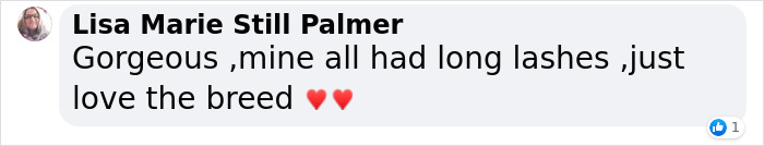 Video Of Cocker Spaniel With "Disney" Looks Goes Viral On TikTok