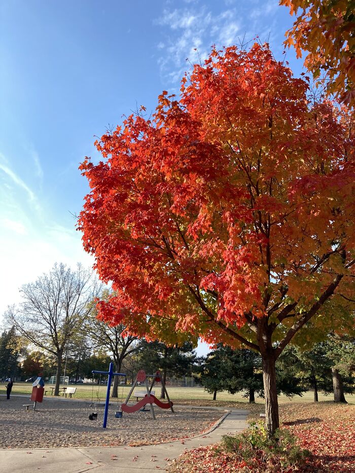I Was Going To Put A Photo I Took At This Park But Then I Realized That It Has My Siblings In It. Anyways... Its Not That Good, But For Some Reason I Really Like It.