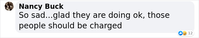 These Dogs Were So Neglected, Rescuers Couldn't Tell What Breed They Are But Their Transformations Look Amazing These Dogs Were So Neglected, Rescuers Couldn't Tell What Breed They Are But Their Transformations Look Amazing