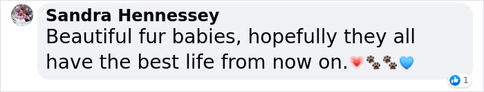 These Dogs Were So Neglected, Rescuers Couldn't Tell What Breed They Are But Their Transformations Look Amazing These Dogs Were So Neglected, Rescuers Couldn't Tell What Breed They Are But Their Transformations Look Amazing