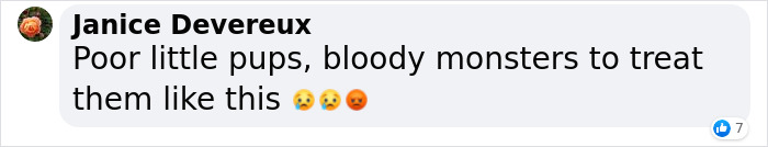 These Dogs Were So Neglected, Rescuers Couldn't Tell What Breed They Are But Their Transformations Look Amazing These Dogs Were So Neglected, Rescuers Couldn't Tell What Breed They Are But Their Transformations Look Amazing